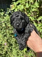 Tiny boy( check video), a male Poodle - Toy  for sale in West Sacramento, CA – 8 of 10