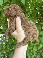 Tiny Boy , a male Poodle - Toy  for sale in West Sacramento, CA – 3 of 6