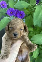 Beautiful Tiny  Girl , a female Poodle - Toy  for sale in West Sacramento, CA – 2 of 2