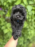 Black Beauty , a male Poodle - Toy  for sale in West Sacramento, CA – 1 of 5