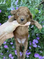 Boy #1 Full AKC, a male Poodle - Toy  for sale in Sacramento, CA – Photo 5 of 7