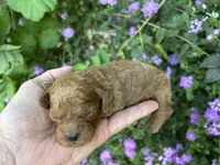 Boy #1 Full AKC, a male Poodle - Toy  for sale in Sacramento, CA – Photo 4 of 7