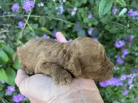 Boy #1 Full AKC, a male Poodle - Toy  for sale in Sacramento, CA – Photo 6 of 7