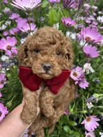 Boy 1, a male Poodle - Toy  for sale in Sacramento, CA – Photo 4 of 7