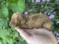 Boy #1 Full AKC, a male Poodle - Toy  for sale in Sacramento, CA – Photo 7 of 7