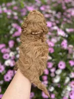 Boy 1, a male Poodle - Toy  for sale in Sacramento, CA – Photo 5 of 7
