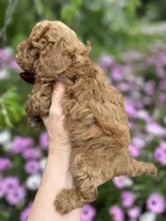 Boy 1, a male Poodle - Toy  for sale in Sacramento, CA – Photo 2 of 7