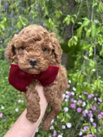 Boy 1, a male Poodle - Toy  for sale in Sacramento, CA – Photo 7 of 7