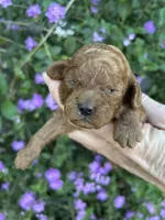 Boy #1 Full AKC, a male Poodle - Toy  for sale in Sacramento, CA – Photo 2 of 7