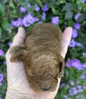 Boy #1 Full AKC, a male Poodle - Toy  for sale in Sacramento, CA – Photo 3 of 7