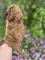 Boy 1, a male Poodle - Toy  for sale in Sacramento, CA – Photo 6 of 7