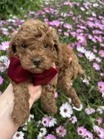 Boy 1, a male Poodle - Toy  for sale in Sacramento, CA – Photo 3 of 7