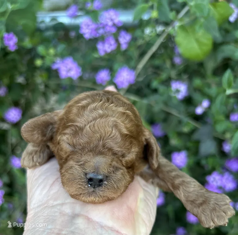 Boy #1 Full AKC – Poodle - Toy  puppy for sale in Sacramento, CA