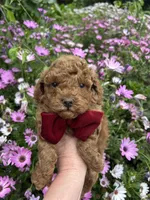 Boy 1, a male Poodle - Toy  for sale in Sacramento, CA – Photo 1 of 7