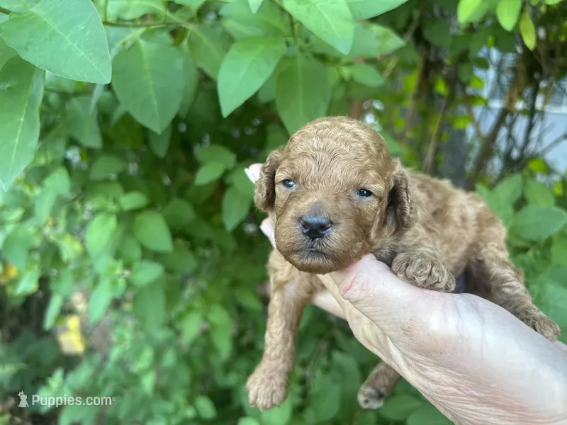 Beautiful Tiny  Girl  – Poodle - Toy  puppy for sale in West Sacramento, CA