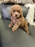 Pink Rosa( check video), a female Poodle - Toy  for sale in West Sacramento, CA – 7 of 10