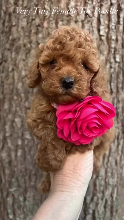 Little Princess , a female Poodle - Toy  for sale in West Sacramento, CA – 2 of 4