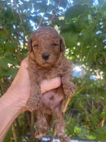 Boy Red, a male Poodle - Toy  for sale in West Sacramento, CA – 5 of 6