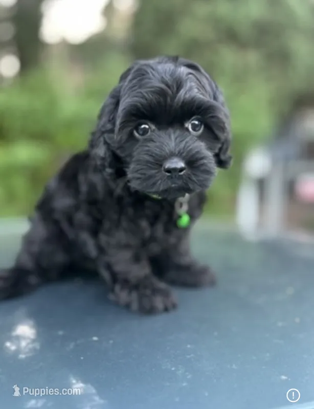 Handsom Boy  – Poodle - Toy  puppy for sale in West Sacramento, CA