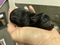 Tiny boy, a male Poodle - Toy  for sale in Sacramento, CA – 4 of 5
