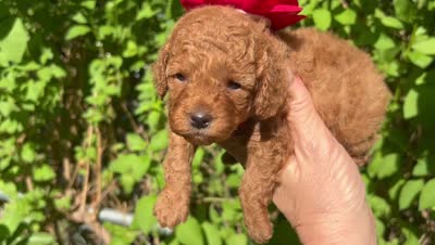 Tiny Princess , a female Poodle - Toy  for sale in West Sacramento, CA – 2 of 2