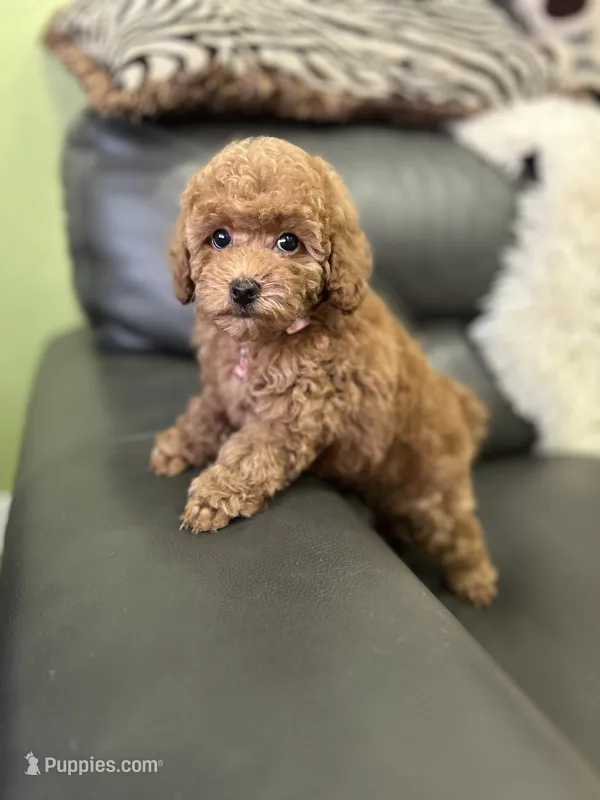 Pink Rosa( check video) – Poodle - Toy  puppy for sale in West Sacramento, CA