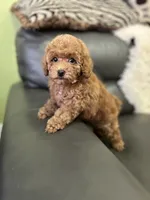 Pink Rosa( check video), a female Poodle - Toy  for sale in West Sacramento, CA – 1 of 10