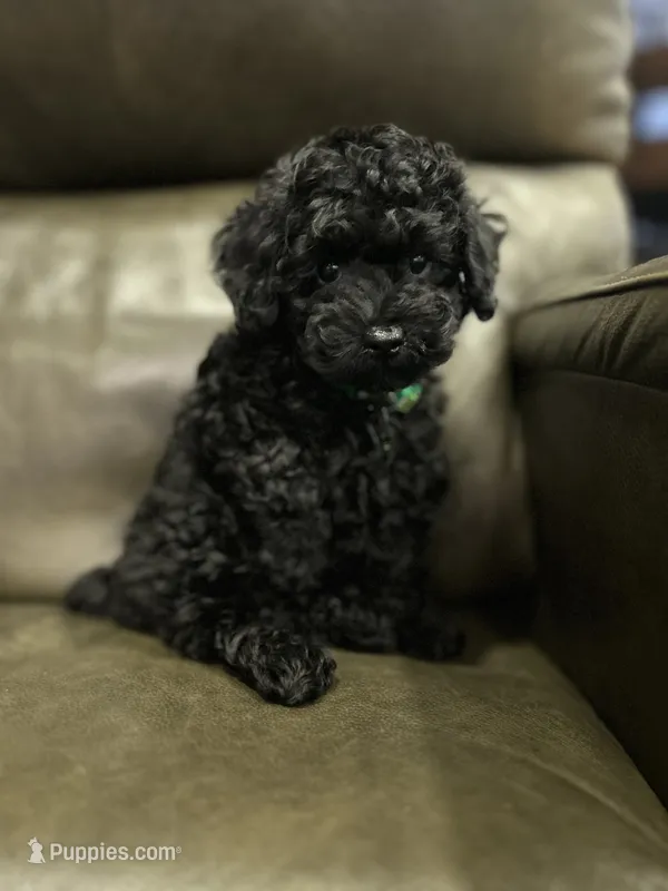 Tiny boy( check video) – Poodle - Toy  puppy for sale in West Sacramento, CA