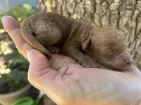 Boy Red just born, a male Poodle - Toy  for sale in West Sacramento, CA – 1 of 4