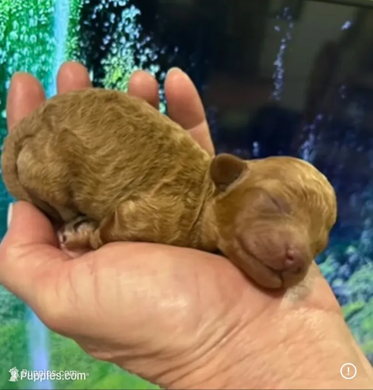 Beautiful Fem just born  – Poodle - Toy  puppy for sale in West Sacramento, CA