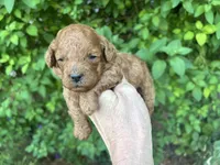 Boy Red , a male Poodle - Toy  for sale in West Sacramento, CA – 2 of 4