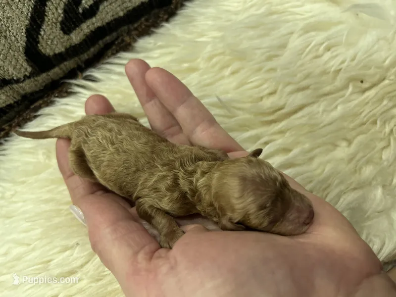 Teacup Just born  – Poodle - Toy  puppy for sale in West Sacramento, CA