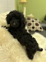Rosie - Leila (updated photos), a female Poodle - Toy  for sale in Sacramento, CA – Photo 1 of 6
