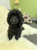 Rosie - Leila (updated photos), a female Poodle - Toy  for sale in Sacramento, CA – Photo 3 of 6