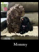 Rosie - Leila (updated photos), a female Poodle - Toy  for sale in Sacramento, CA – Photo 6 of 6