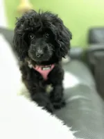 Rosie - Leila (updated photos), a female Poodle - Toy  for sale in Sacramento, CA – Photo 2 of 6