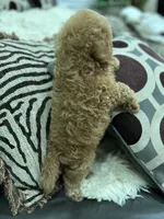 Boy Medium Brown , a male Poodle - Toy  for sale in West Sacramento, CA – 7 of 8