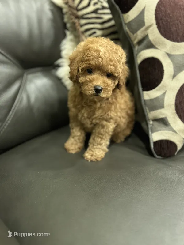 Boy Medium Brown  – Poodle - Toy  puppy for sale in West Sacramento, CA