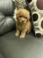 Boy Medium Brown , a male Poodle - Toy  for sale in West Sacramento, CA – 5 of 8