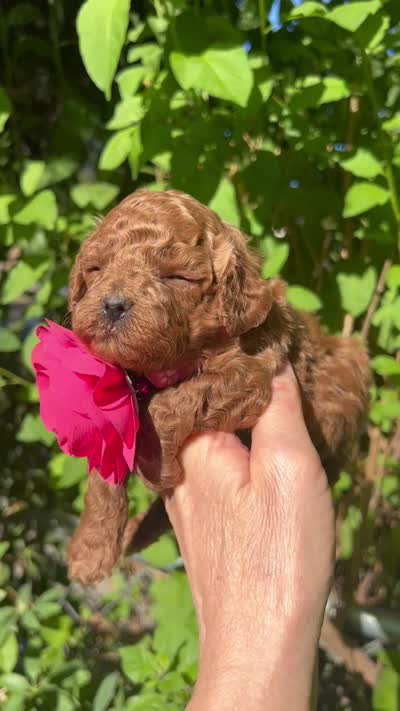 Pink female, a female Poodle - Toy  for sale in West Sacramento, CA – 3 of 3