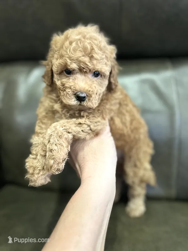 Boy Red – Poodle - Toy  puppy for sale in West Sacramento, CA