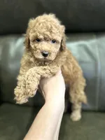 Boy Apricot , a male Poodle - Toy  for sale in West Sacramento, CA – 1 of 4