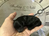 Tiny boy, a male Poodle - Toy  for sale in Sacramento, CA – 3 of 5