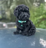 Tiny boy( check video), a male Poodle - Toy  for sale in West Sacramento, CA – 7 of 10