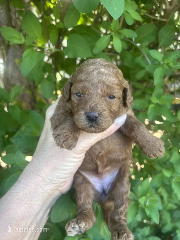 Red Fem  – Poodle - Toy  puppy for sale in West Sacramento, CA
