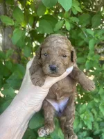 Red Fem , a female Poodle - Toy  for sale in West Sacramento, CA – 1 of 4