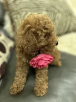 Pink Rosa, a female Poodle - Toy  for sale in West Sacramento, CA – 3 of 7