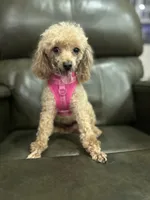 Maya, a female Poodle - Toy  for sale in Sacramento, CA – 3 of 3