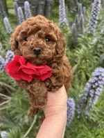 Girl 1, a female Poodle - Toy  for sale in Sacramento, CA – Photo 7 of 10