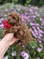 Girl 1, a female Poodle - Toy  for sale in Sacramento, CA – Photo 2 of 10